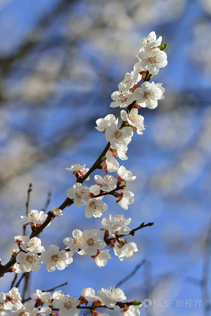 俄罗斯的春天花