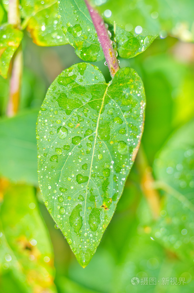 雨后的叶子上新鲜水滴