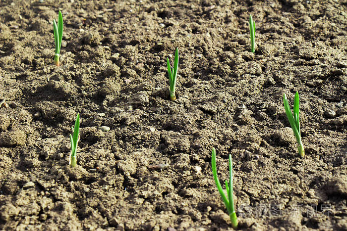 种植在肥沃土壤中的庄稼在东太阳下生长植物在黑泥土中发芽