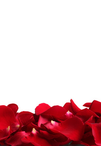 美丽的白色上孤立的红玫瑰花瓣
