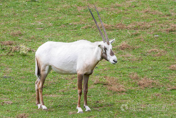 阿拉伯白羚羊中型羚羊