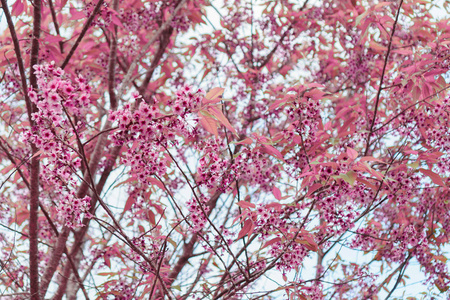 美丽的粉红色樱花, 李樱花