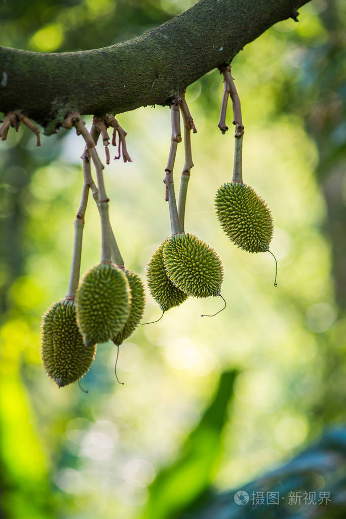 榴莲树新鲜榴莲水果在树上