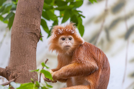 由于爪哇 lutung Trachypithecus 鲫鱼 猴