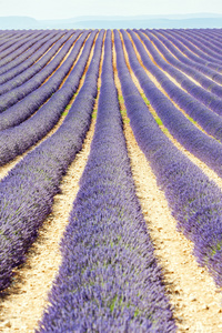 高原 de valensole，普罗旺斯，法国薰衣草田地