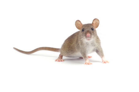 恶心的老鼠图片