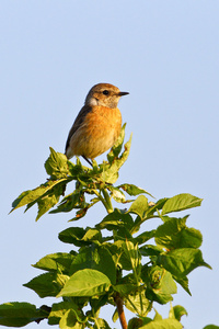 欧洲的 stonechat 的肖像