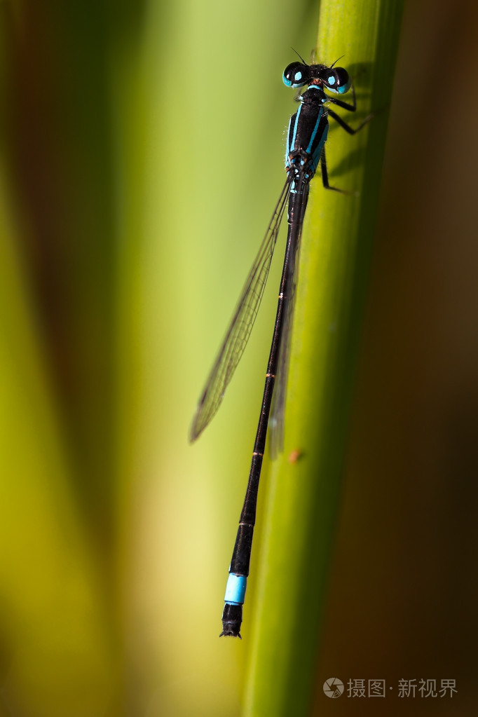 一只蜻蜓的特写