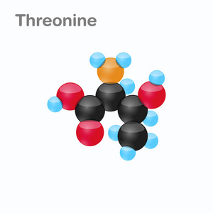 用于蛋白质合成的氨基酸的苏氨酸分子