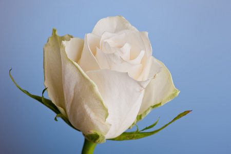 白玫瑰白背景的微距照片