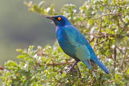 海角光泽椋鸟 lamprotornis 带髭鲷 在阿多大象公园