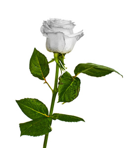 白色玫瑰在独立背景颜色没有背景, 明亮多汁的玫瑰