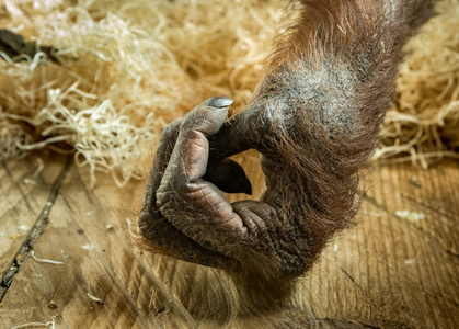 室内动物园囚禁在室内的雌性猩猩手照片