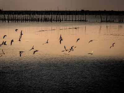 中国小白鹭鸟飞越海洋, 自然地区 mangro