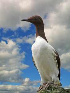 与剪切路径孤立的 razorbill照片