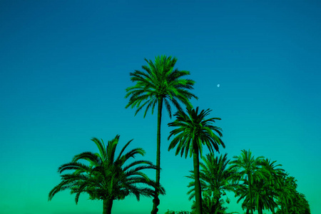 棕榈树在日落时的天空