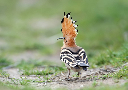 一个不寻常的框架 hoopoe 与开放的皇冠坐在草地上耸耸肩。从鸟的后面看