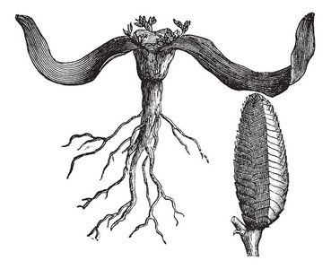 千岁兰紫花图片