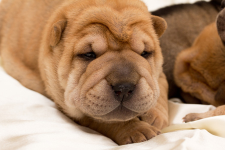 shar pei 小狗