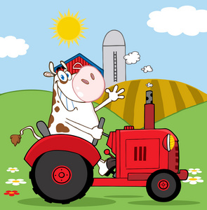 母牛农夫挥舞着和字段中驾驶一辆红色的拖拉机