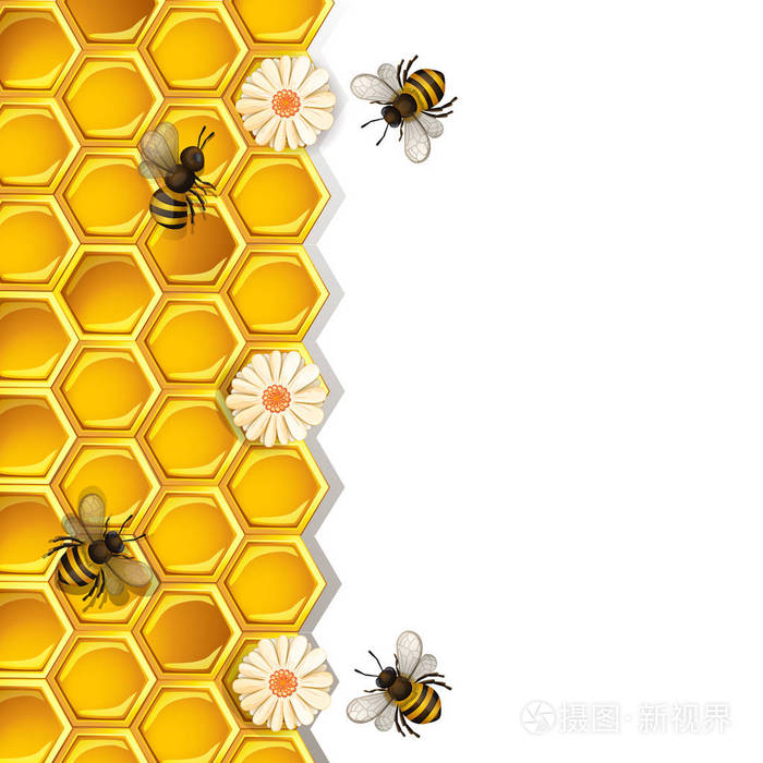 白色背景下的蜜蜂,蜂窝和花朵