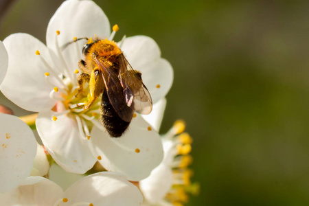 特写蜜蜂从春天的樱花中采集花蜜.文本的位置照片
