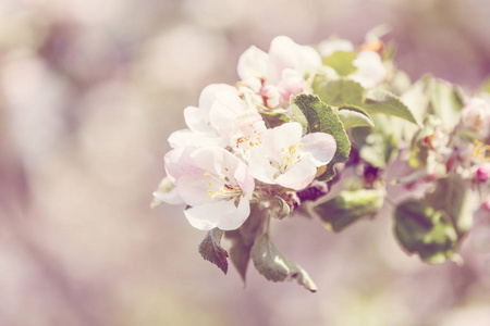 苹果棵开花的树，在春天