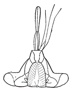 刺痛的半翅目昆虫的嘴复古雕刻图片