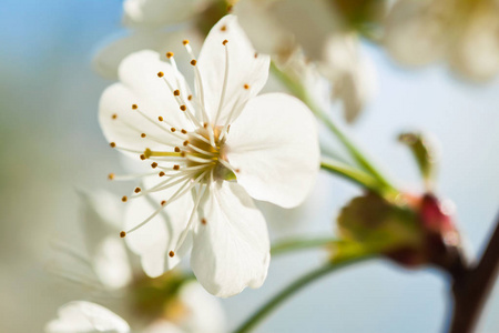 白色甜樱桃绽放特写, 自然背景与模糊的背景