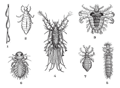 阴毛图片 阴毛素材 阴毛插画 摄图新视界