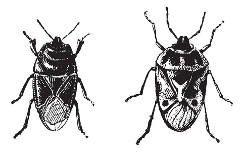 黑虫 orne bug，复古雕刻