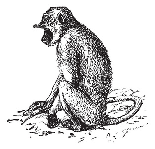 灰叶猴或 semnopithecus，复古雕刻