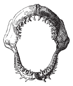 鲨鱼的下巴，复古雕刻