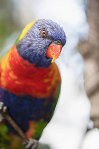 彩虹澳洲鹦鹉