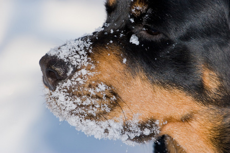 狗的繁殖罗威纳在雪上