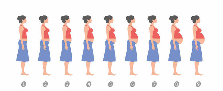 怀孕肚子过程图片大全图片