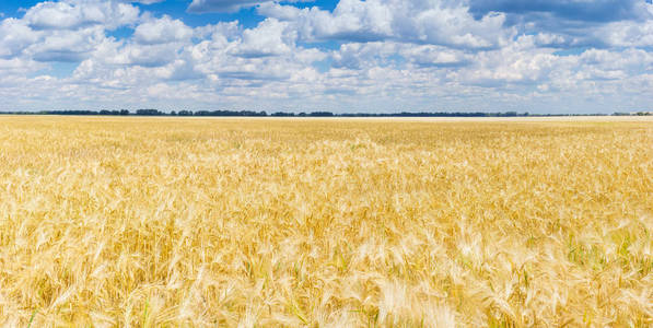 夏日成熟大麦场全景
