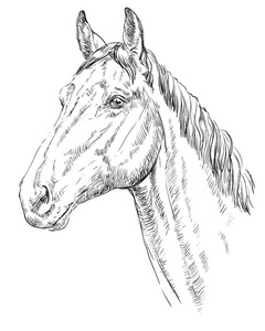 马 portrait1