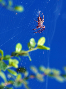 大腹蛛丝 ventricosus