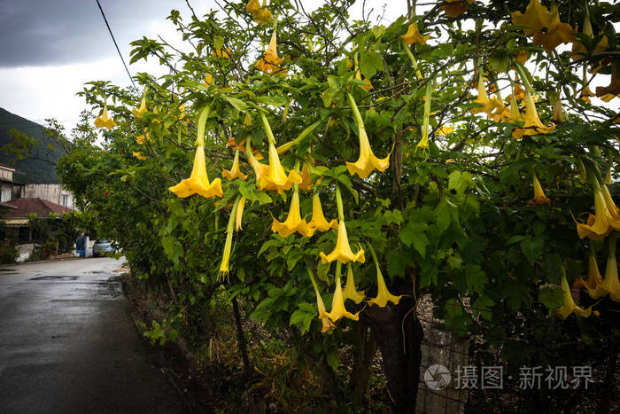 希腊美丽的春天花草植物