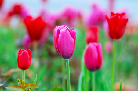 郁金香花卉在自然概念