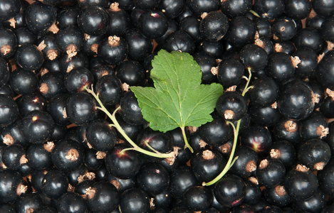 蓝莓冰沙或黑加仑子紫奶昔在明亮的大理石背景玻璃.俯视图,复印空间.