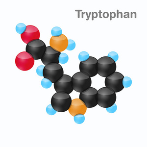 蛋白质的生物合成用氨基酸的色氨酸分子