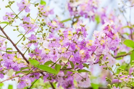 紫薇 floribunda 花, 又称泰紫薇和吉吉 bungor, 是 Lythraceae 家族中的一种开花植物。原产于东南亚