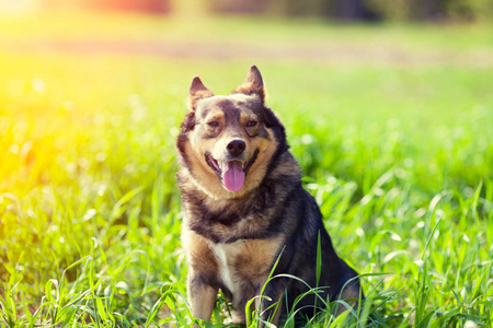 一只狗坐在草地上的肖像