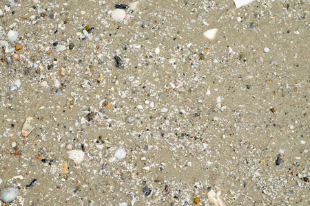湿沙子与贝壳在海滩海岸线纹理背景. 夏季