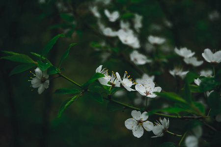 春季开花的树