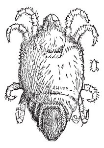 螨或 trombidium sp.，复古雕刻