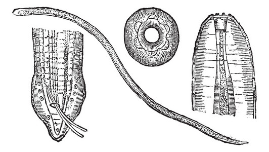 spiruroid 蠕虫或 spirocerca lupi，复古雕刻