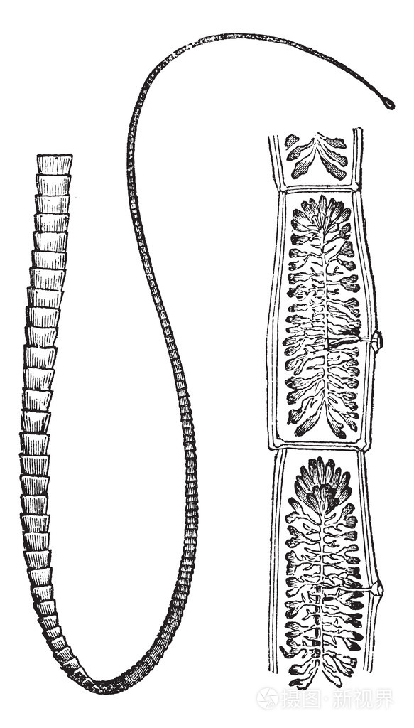 猪肉绦虫孕节绘图图片